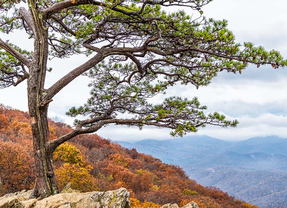 We Are Independent - Closeup View of a Tree Growing on Top of a Cliff with Views of Mountains and Colorful Trees in the Background